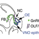 Image for article titled Without This Protein, Part Of The Brain's Sex System Would Die